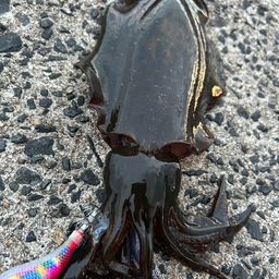 アオリイカ
