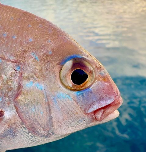 チャリコの釣果