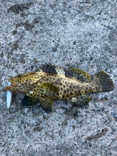 カンモンハタの釣果