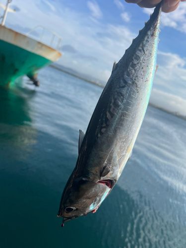 館山湾