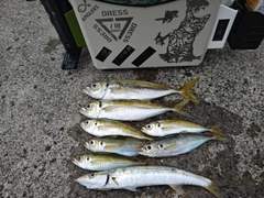 マアジの釣果