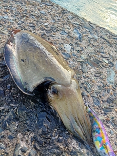 コウイカの釣果