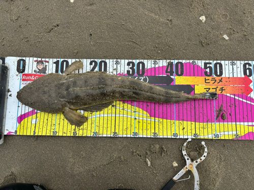 マゴチの釣果
