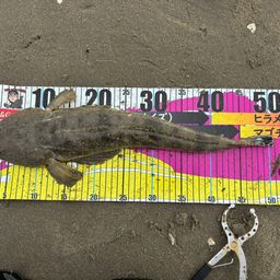 マゴチ