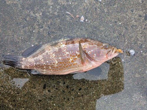 キジハタの釣果