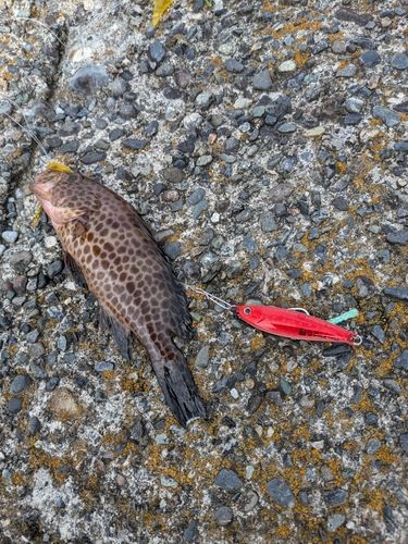 オオモンハタの釣果