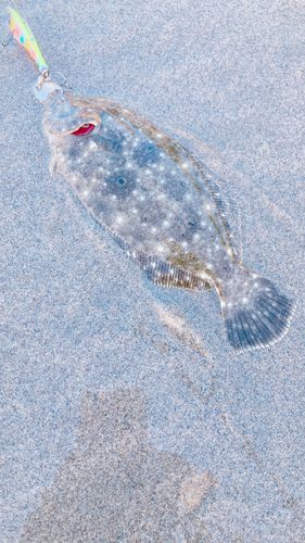ソゲの釣果