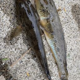 マハゼ