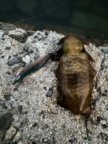 アオリイカの釣果