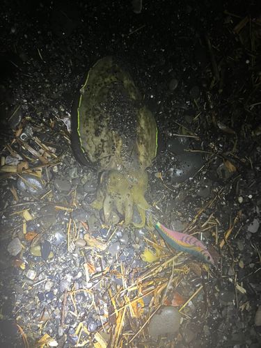 コウイカ