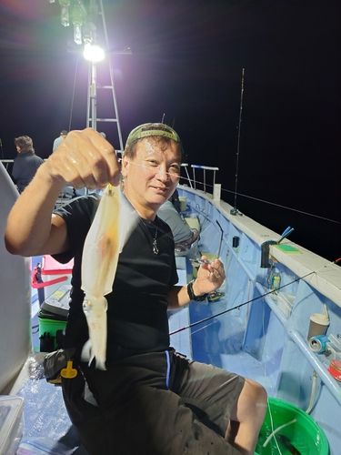 マルイカの釣果