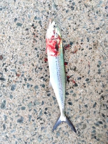 サゴシの釣果