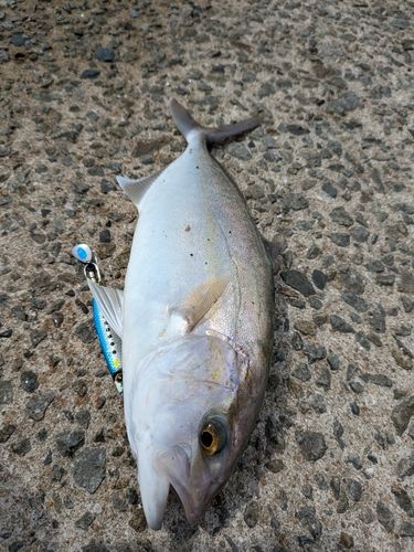 ネリゴの釣果