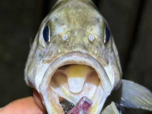 コトヒキの釣果