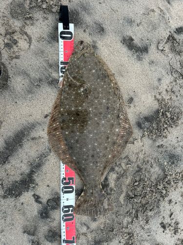 ヒラメの釣果