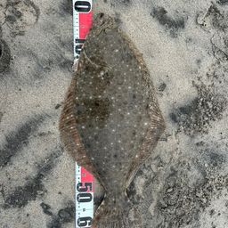 ヒラメ