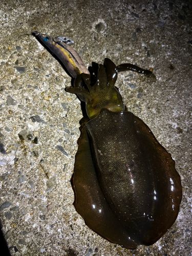 アオリイカの釣果