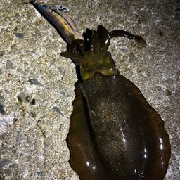 アオリイカ