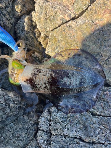 アオリイカの釣果