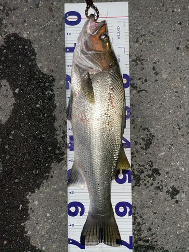 フッコ（ヒラスズキ）の釣果