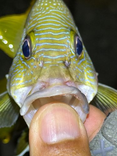 ナミフエダイの釣果