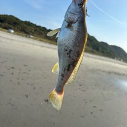 ニベ