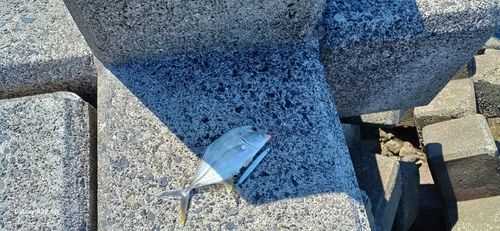 メッキの釣果