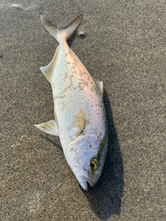 ショゴの釣果