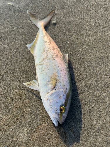 大倉戸海岸