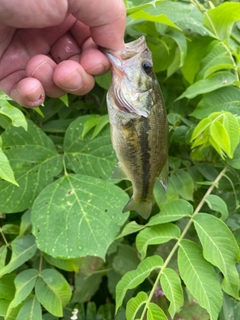 ラージマウスバスの釣果