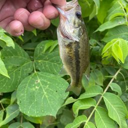 ラージマウスバス