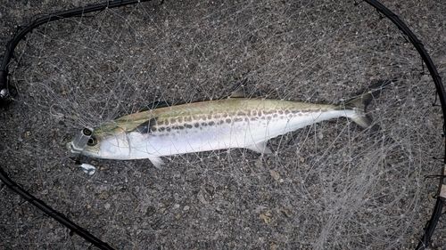 サゴシの釣果