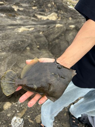 カワハギの釣果