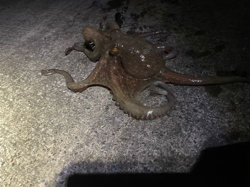 仙台沖