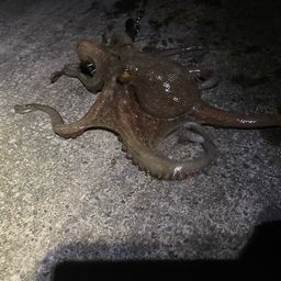 マダコ