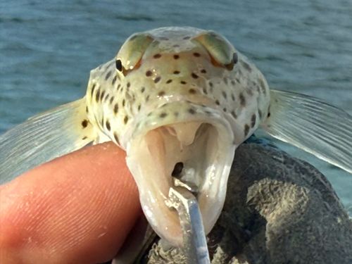 オグロトラギスの釣果