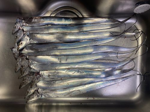 タチウオの釣果