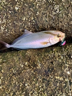 ネリゴの釣果