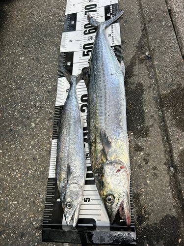 サゴシの釣果
