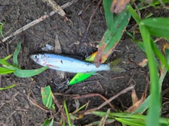 オイカワの釣果