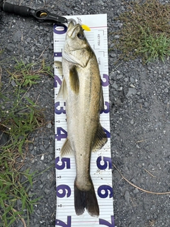 スズキの釣果