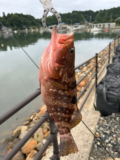 キジハタの釣果