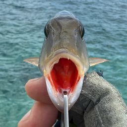ミンサーフエフキ