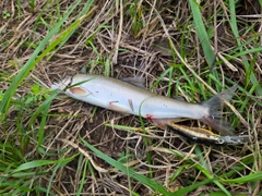 アユの釣果