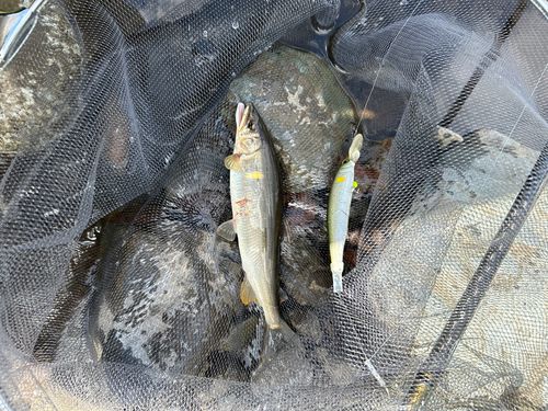 アユの釣果