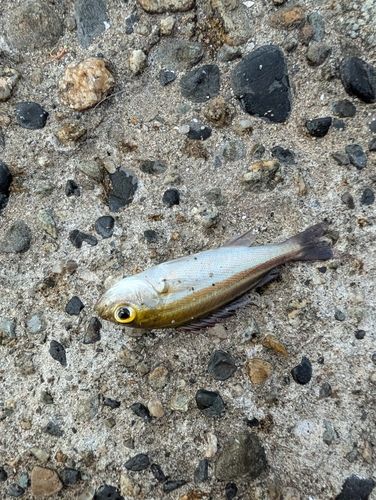 イサキの釣果