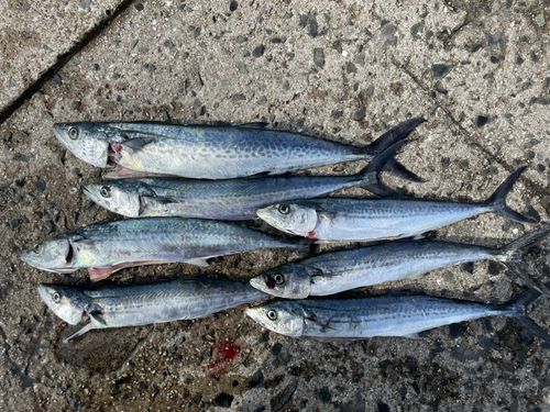 サゴシの釣果