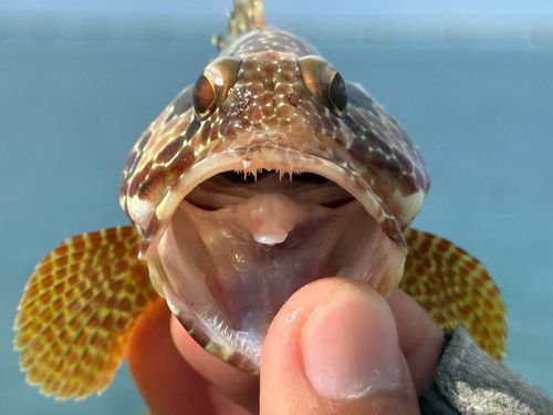 イシガキハタの釣果
