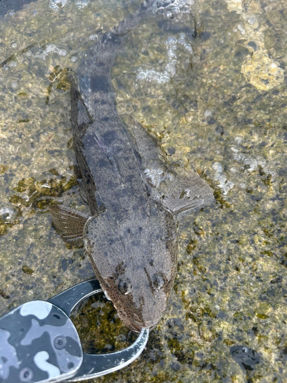 マゴチ