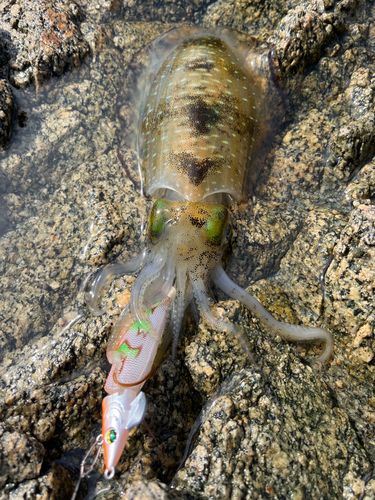 アオリイカの釣果